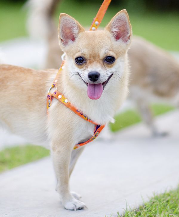 cute little chihuahua dog walking on the grass with his owner
