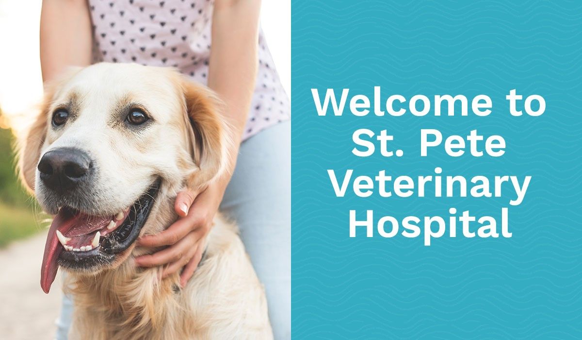welcome-to-st-pete-veterinary-hospital