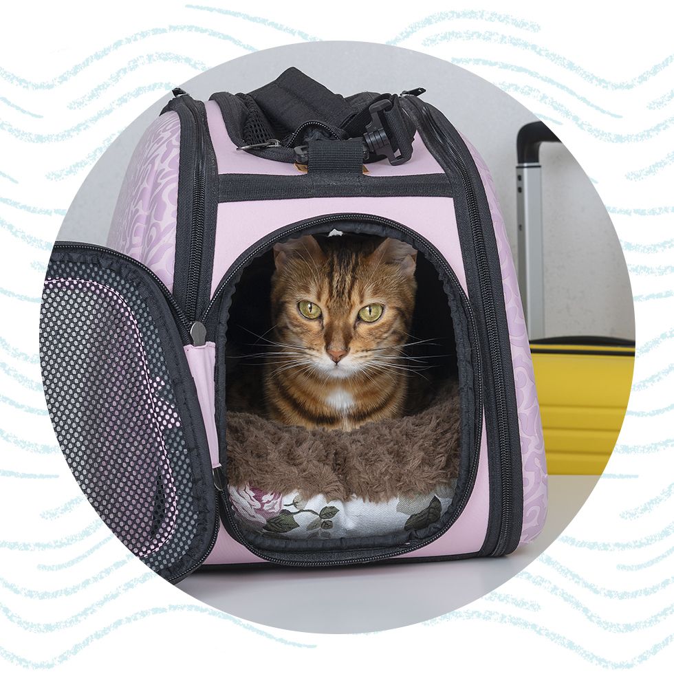 bengal cat sitting in pet carrier for travel