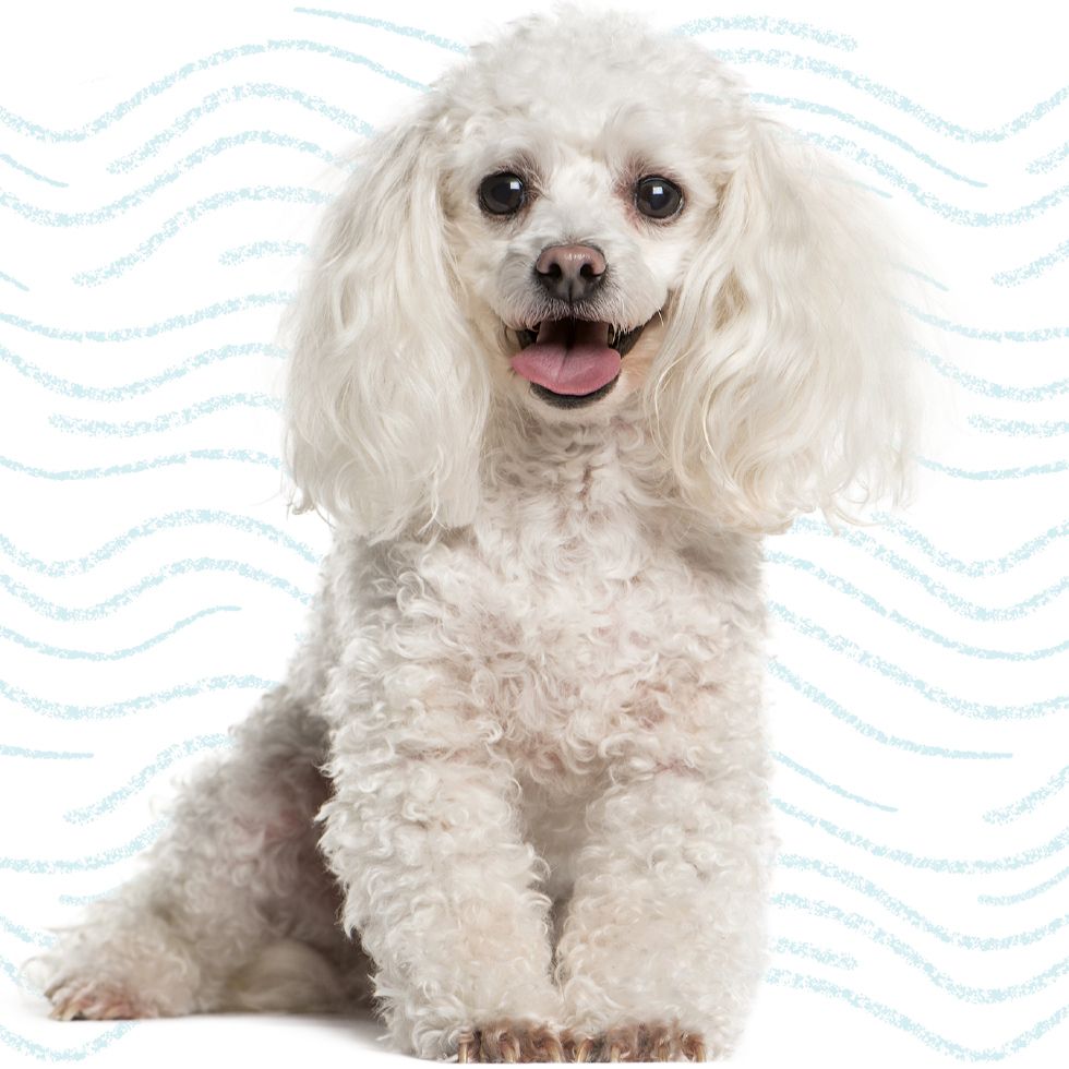 tea cup poodle dog sitting on white background