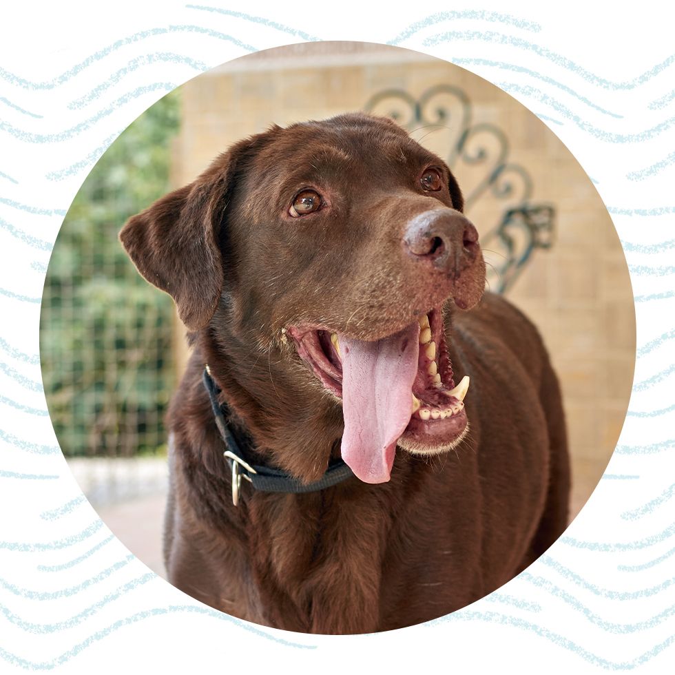 happy brown labrador retriever dog with open mouth