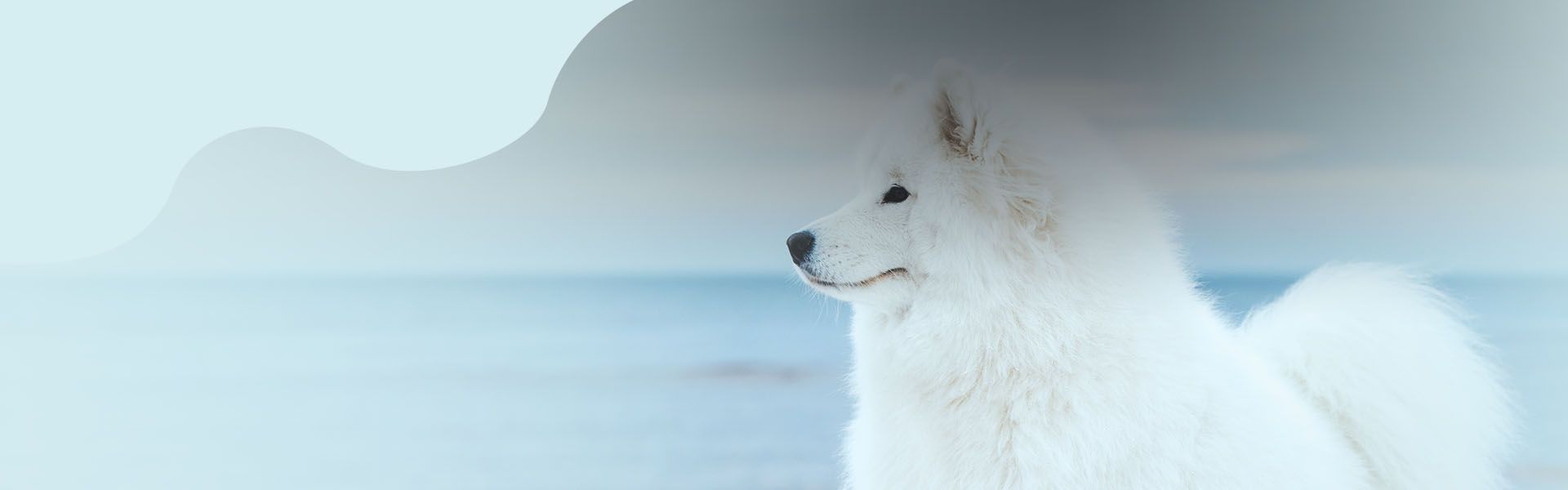 White dog at beach