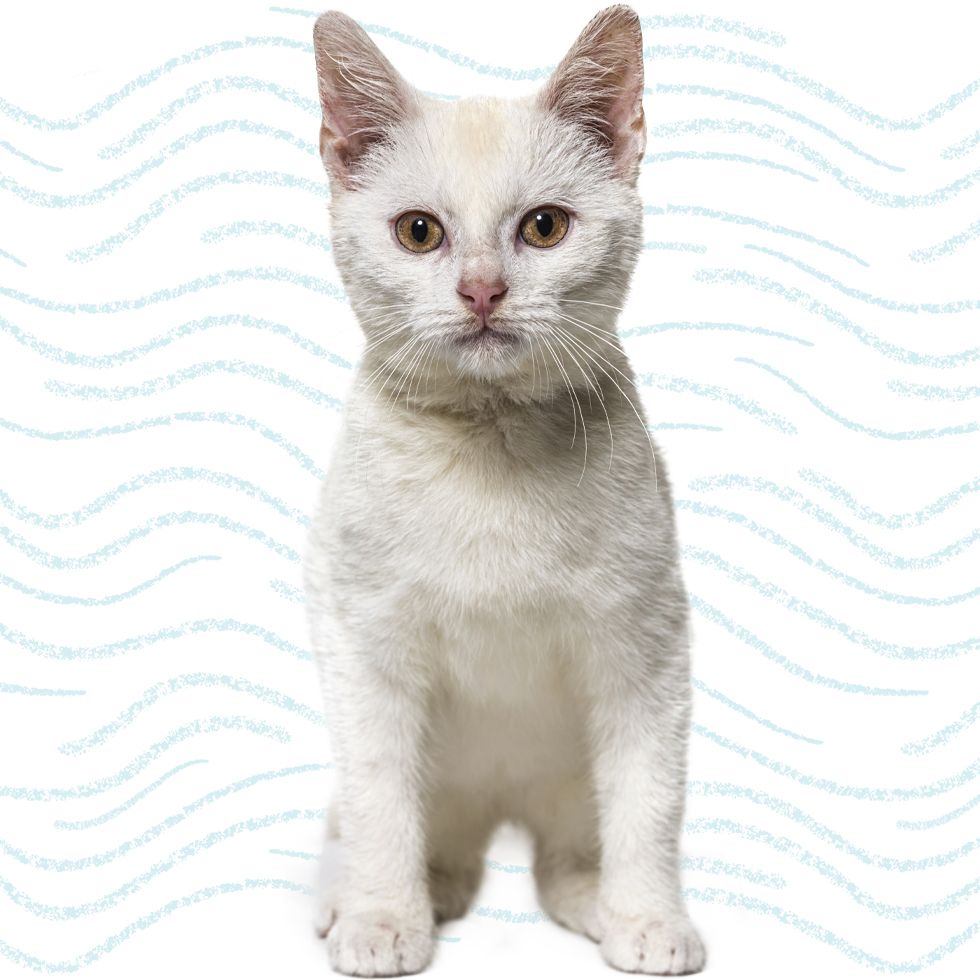 white young kitten on white background