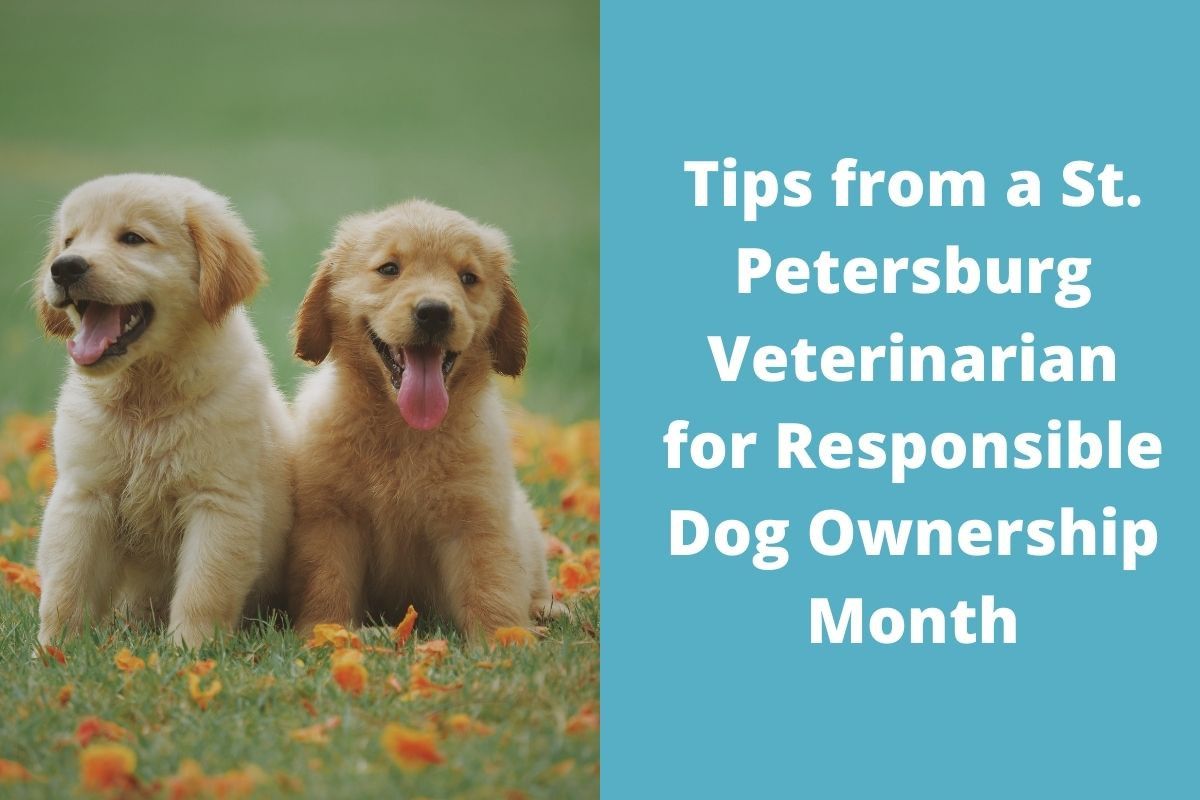 Tips from a St. Petersburg Veterinarian for Responsible Dog Ownership Month