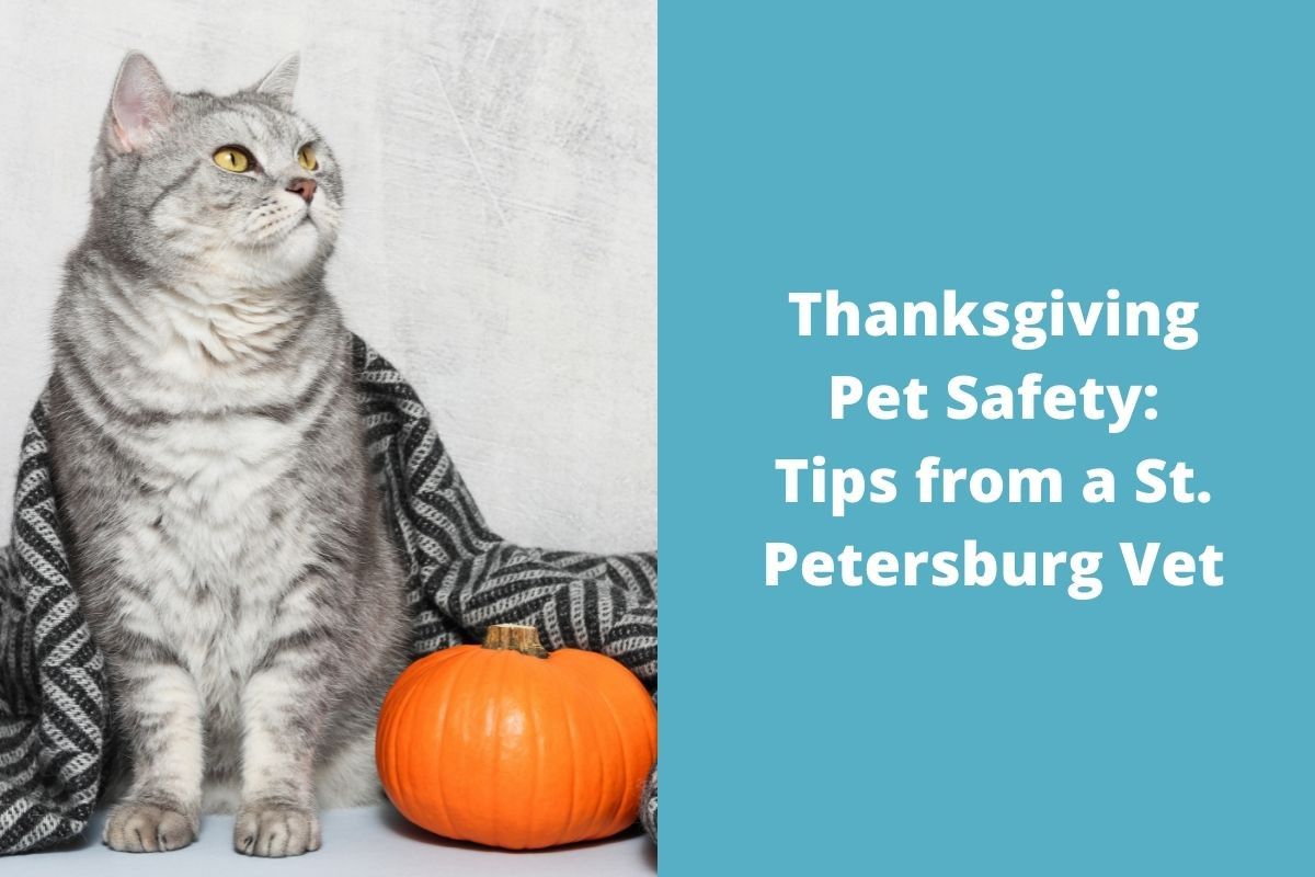 Thanksgiving Pet Safety: Tips from a St. Petersburg Vet