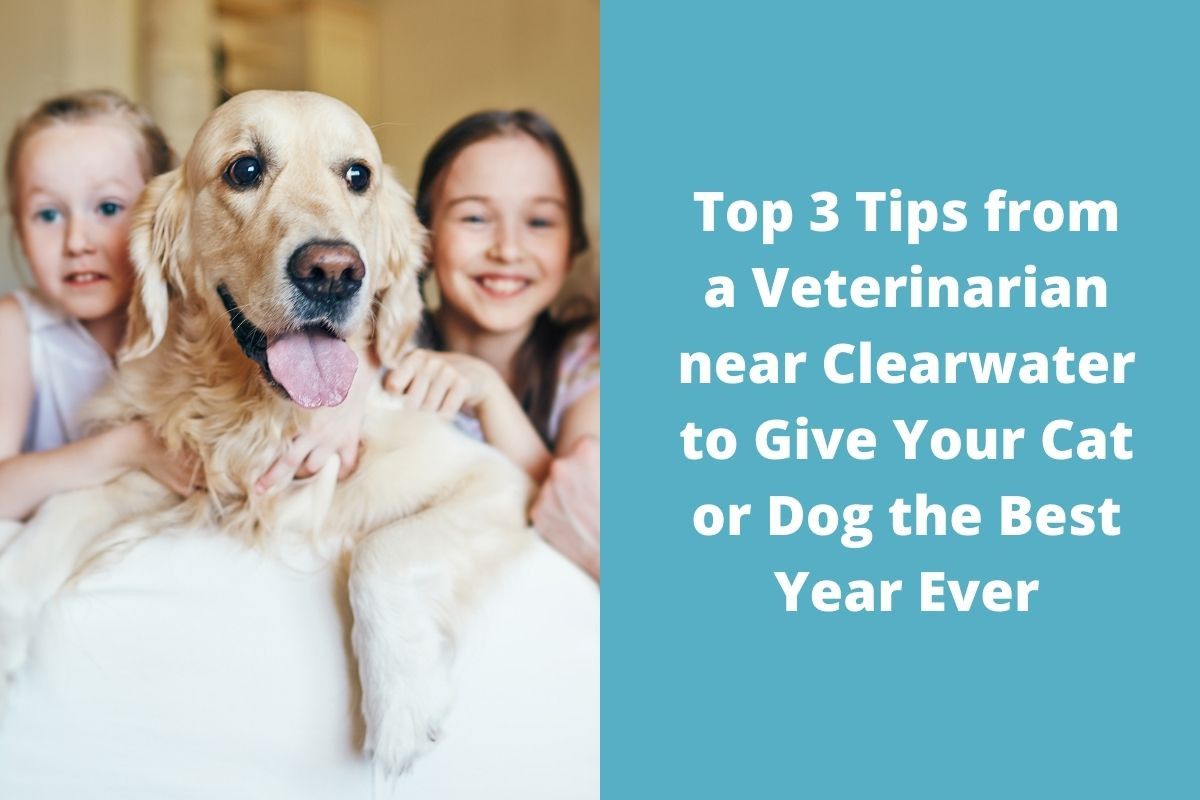 Top 3 Tips from a Veterinarian near Clearwater to Give Your Cat or Dog the Best Year Ever