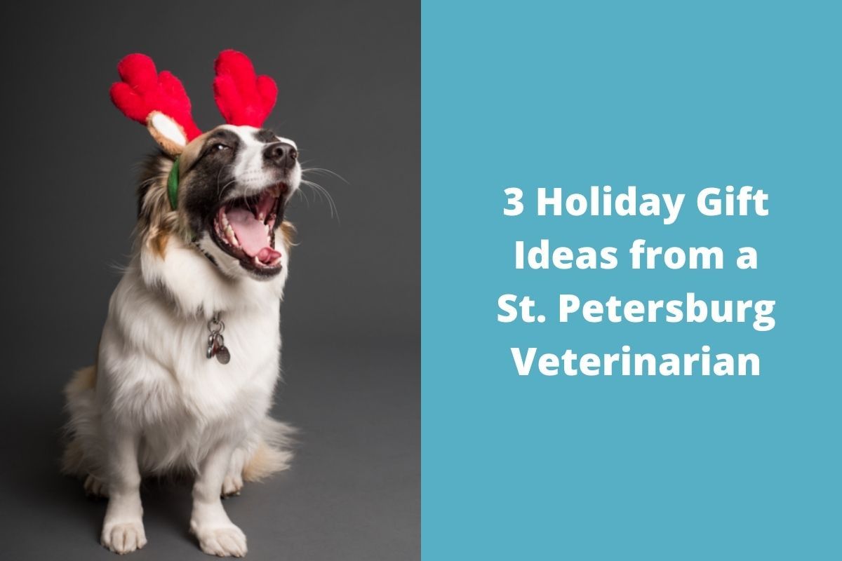 3 Holiday Gift Ideas from a St. Petersburg Veterinarian