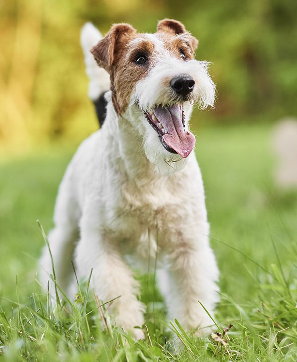 happy fox terrier dog at the park