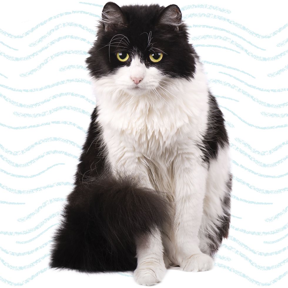black and white cat sitting on white background