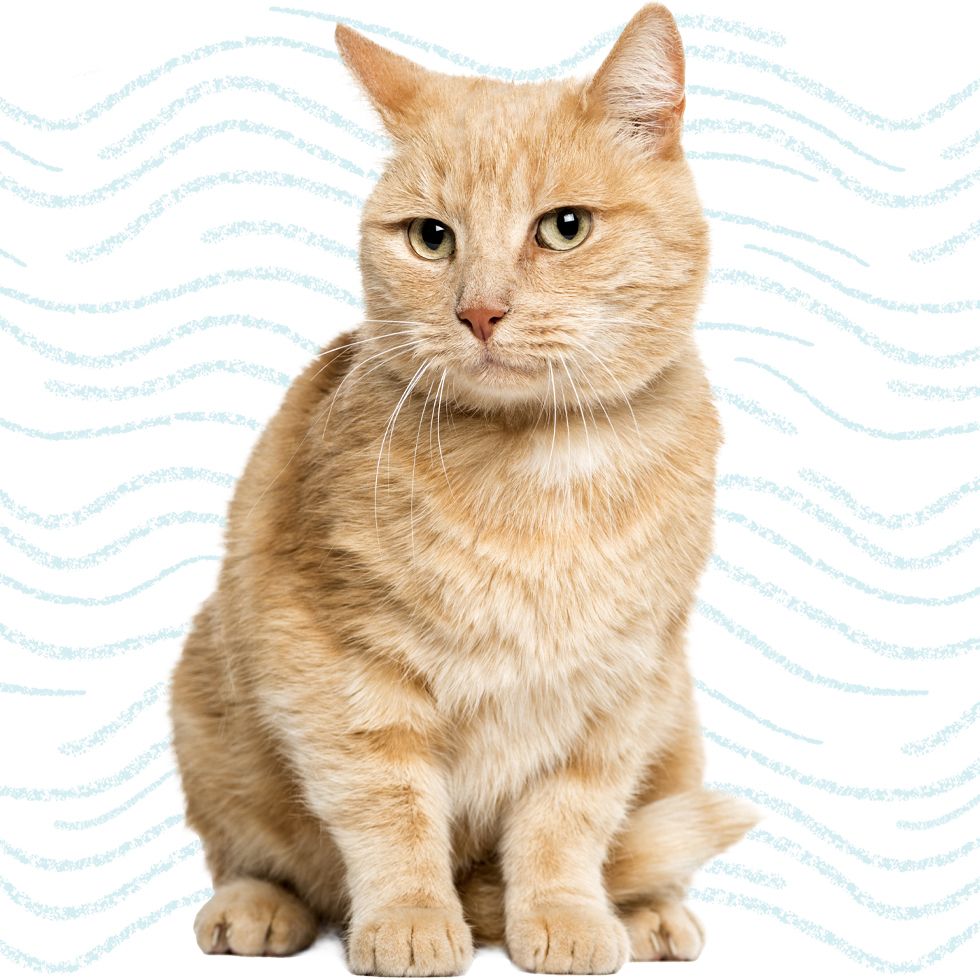 orange cat with green eyes on white background