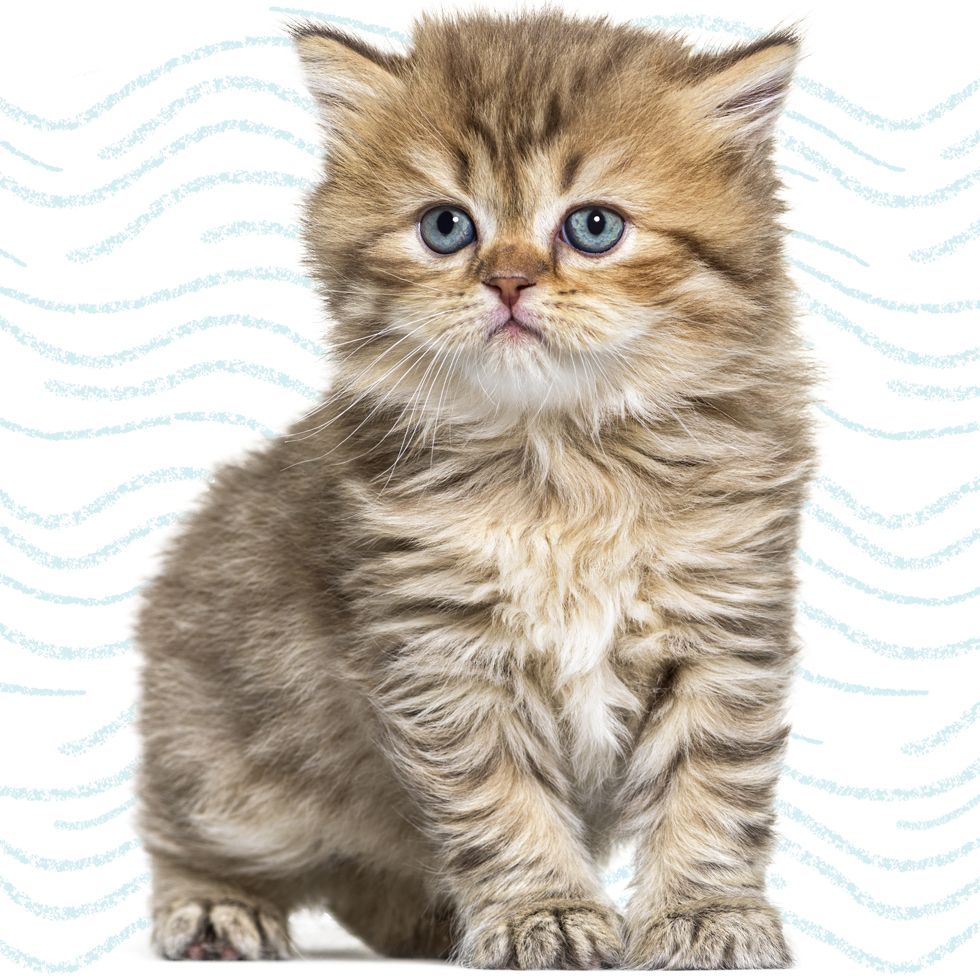 kitten british  longhair kitten sitting on white background