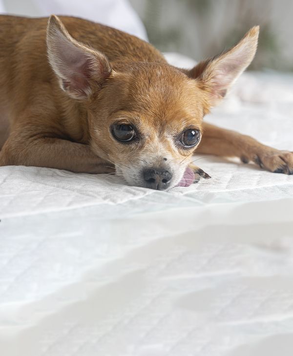 old chihuahua dog lies veterinary table before operation