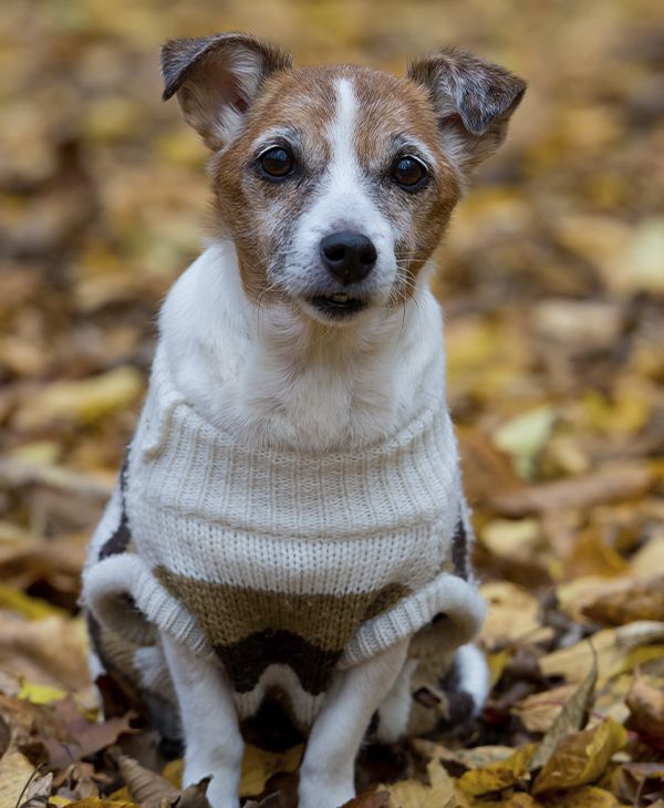 old jack russell dog sitting on yellow fall foliage