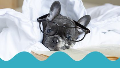 french bulldog puppy with glasses is lying on a bed at home