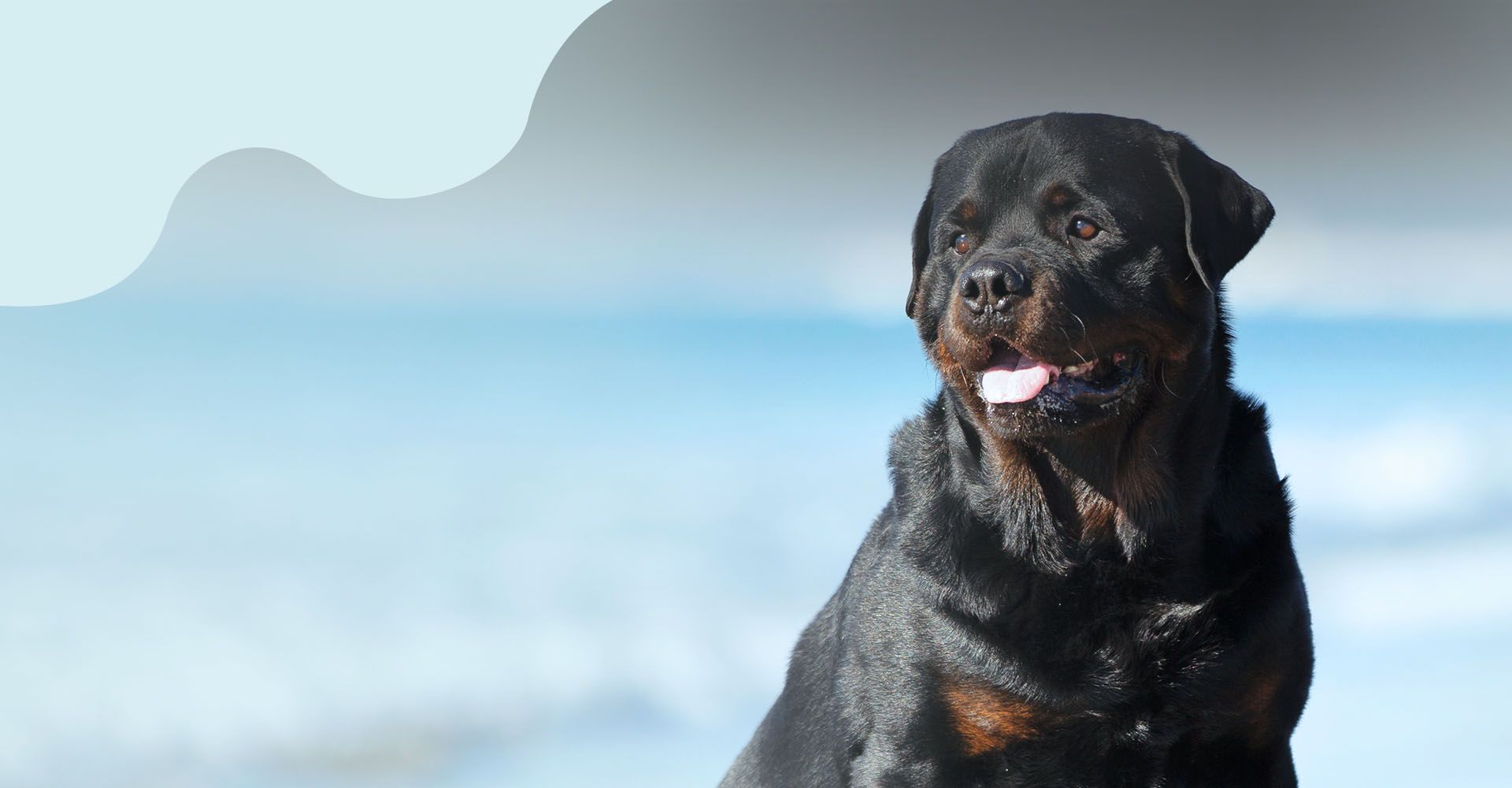 Rottweiler sitting at beach on a summer day