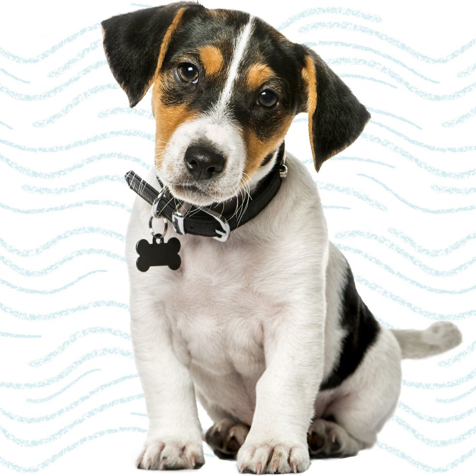 jack russell terrier dog sitting on white background