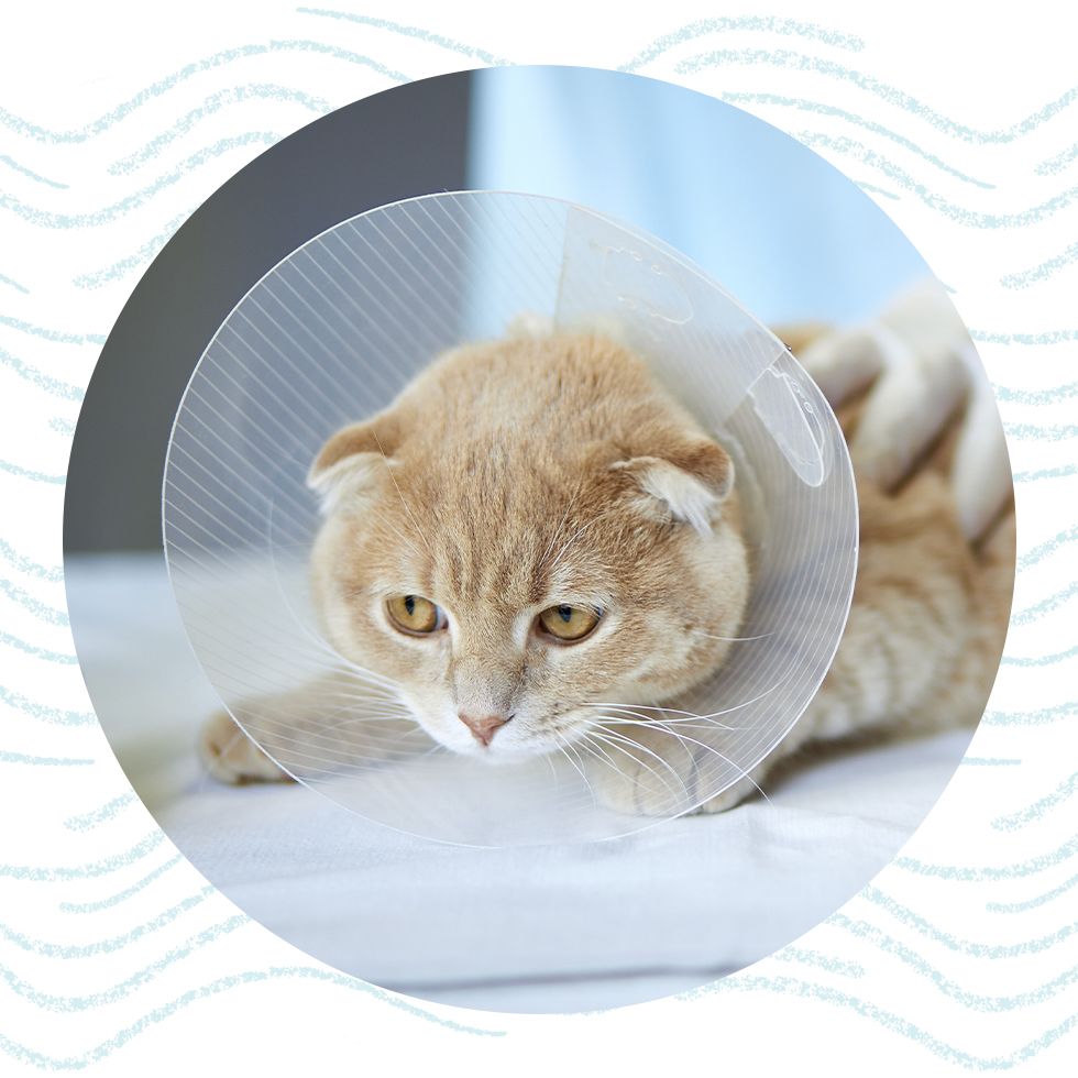 orange cat with a plastic cone collar after his sterilization