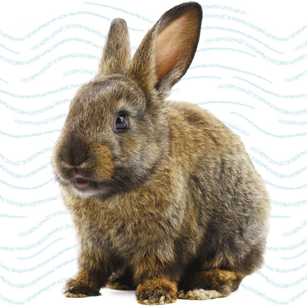 brown rabbit on white background
