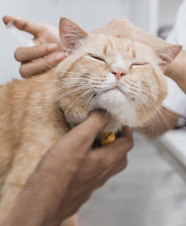 veterinarian giving vaccine to a orange cat