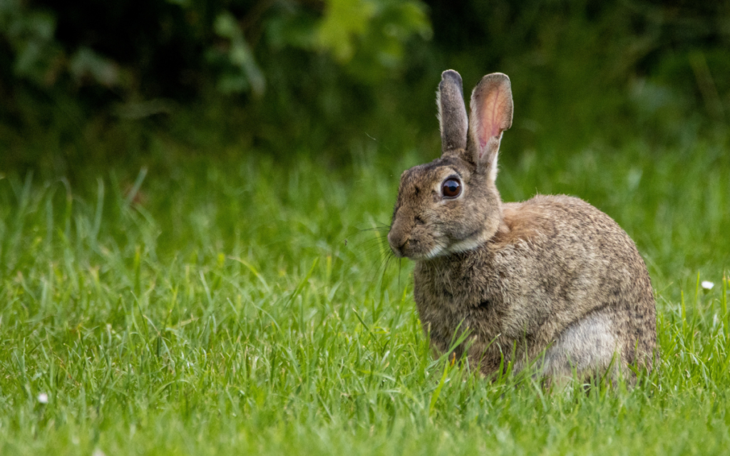 Contact Us | St. Pete Veterinary Hospital - St. Petersburg, Clearwater, Largo