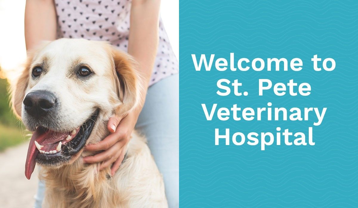 Welcome to St. Pete Veterinary Hospital