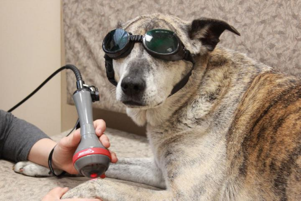cold laser therapy for pets St. Petersburg