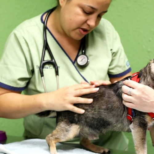 About | St. Pete Veterinary Hospital - St. Petersburg, Clearwater, Largo